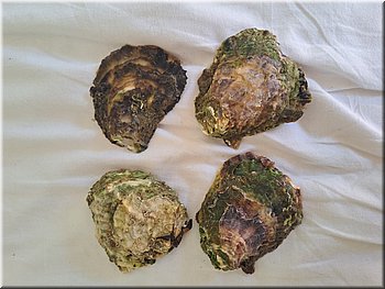260602_musle4 pro Petu.jpg
